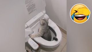 Funny Cats Video Compilation😹😹 - try not to laugh😂