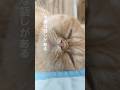 大事だね#エキゾチックショートヘア #猫動画 #茶トラ