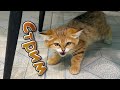 Барханные кошки в прямом эфире! / Ответы на вопросы