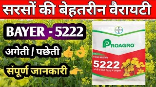 सरसों की टॉप हाइब्रिड वैरायटी | BAYER 5222 | अगेती व पछेती बिजाई के लिए उपयुक्त | Best Mustard Seed