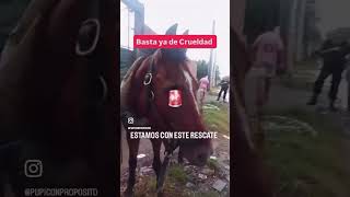 Respetarlos es un acto de humanidad y compasión.🐴💛#RespetoAnimal #ProtegeALosCaballos