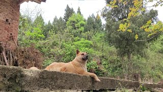 一只狗值得3次拜访这是我见过的最有灵性的中华田园犬