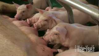 Truie Allaitement Et Tétée Des Porcelets En Maternité