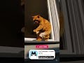 Talk to your cat with CAT TRANSLATOR - Human to Pet. AppStore &amp; Play Market.