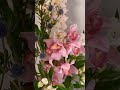 #flower #plant #trending #ytshorts