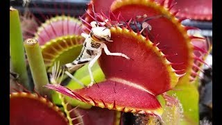 Large Venus Flytrap Eats Locust