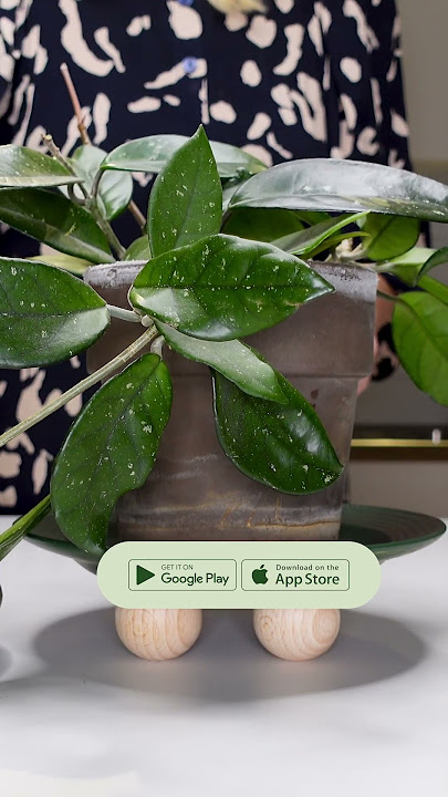 Download our plant care app ‘Planta’ for care instructions and info on your plants 💚 #plants #diy