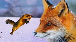 All about FOXes and MOUSE in winter | Film Studio Aves