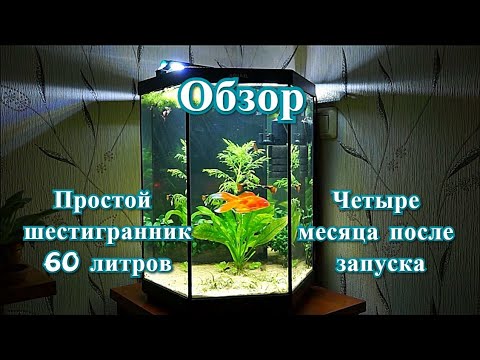 #Аквариум_60L четыре месяца
