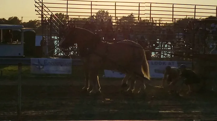 Old fashion horse pull(4)