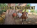 Enrichment Ideas For Horses and Goats Slow Feeder Hay Balls
