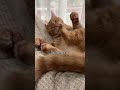 Kucing oyen System Eror #trendingshorts