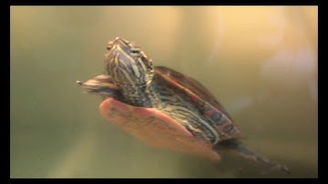 Turtle Care 101: Habitat, Filtration, Food