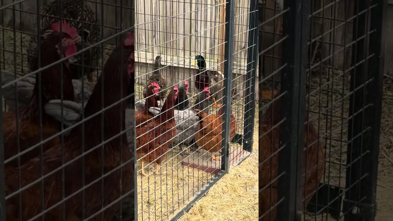 Our ducks getting their yard time 