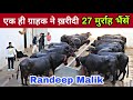 Top Class 27 Murrah Animals Goes to South India. Only Quality Murrah Buffaloes at Randeep’s Farm