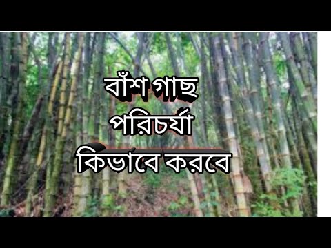 ভিডিও: বাঁশ গাছের সমস্যা: বাঁশ গাছের সাধারণ রোগ