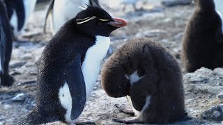 Endangered Northern Rockhopper Penguins by Familiarity With Animals (FWA) 162 views 2 days ago 3 minutes, 12 seconds