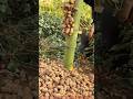 smart work #shorts #agriculture #farming #gardening #gardeningtips #tips #tricks #technique #peanut