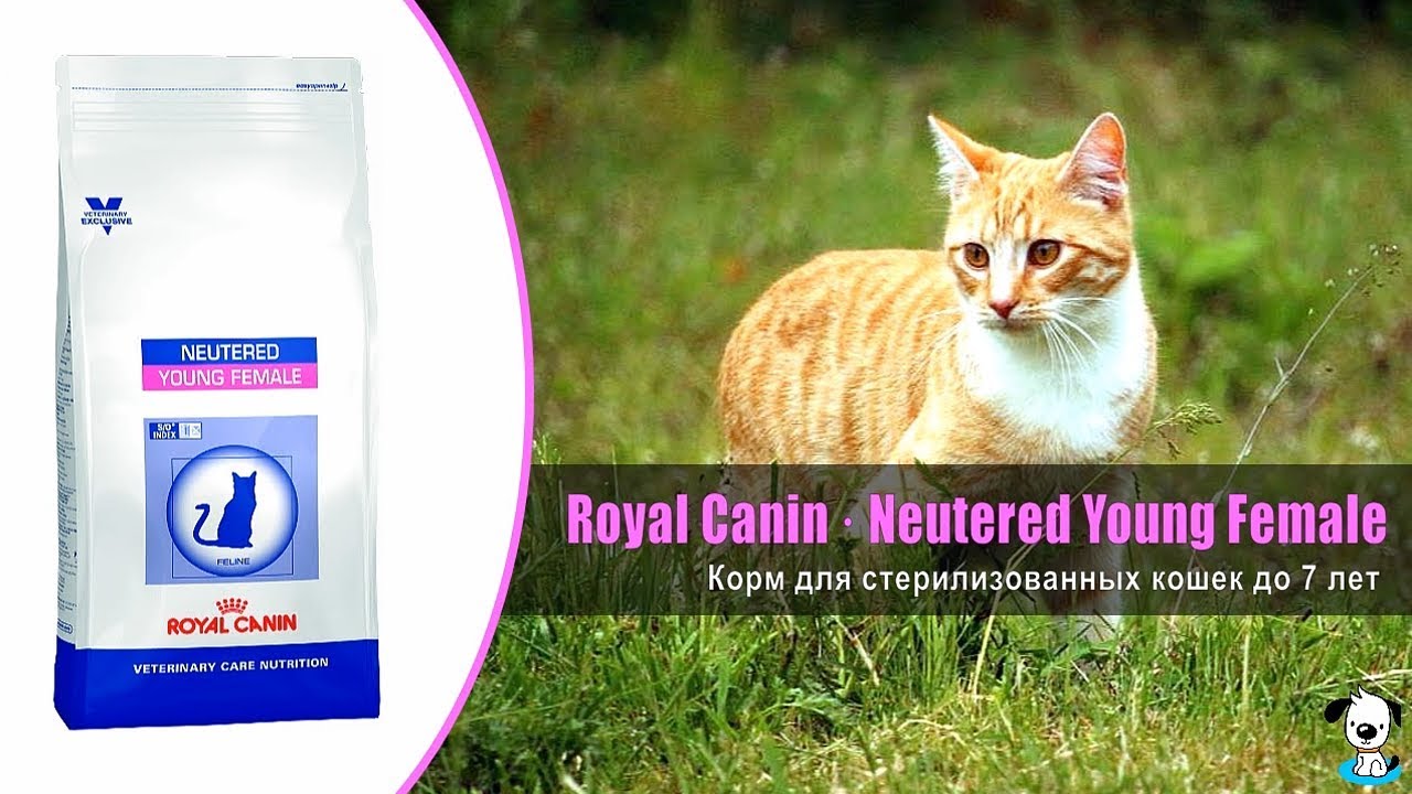 Royal Canin Young Female