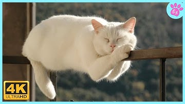 😹 Cats Fail So Hard It
