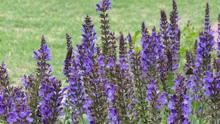 How to Collect Salvia Seeds