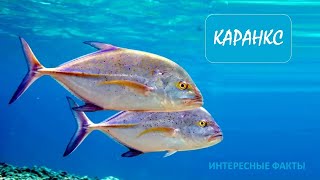 КАРАНКС🐟/Животные life/Рыбы/Животные/Интересные факты