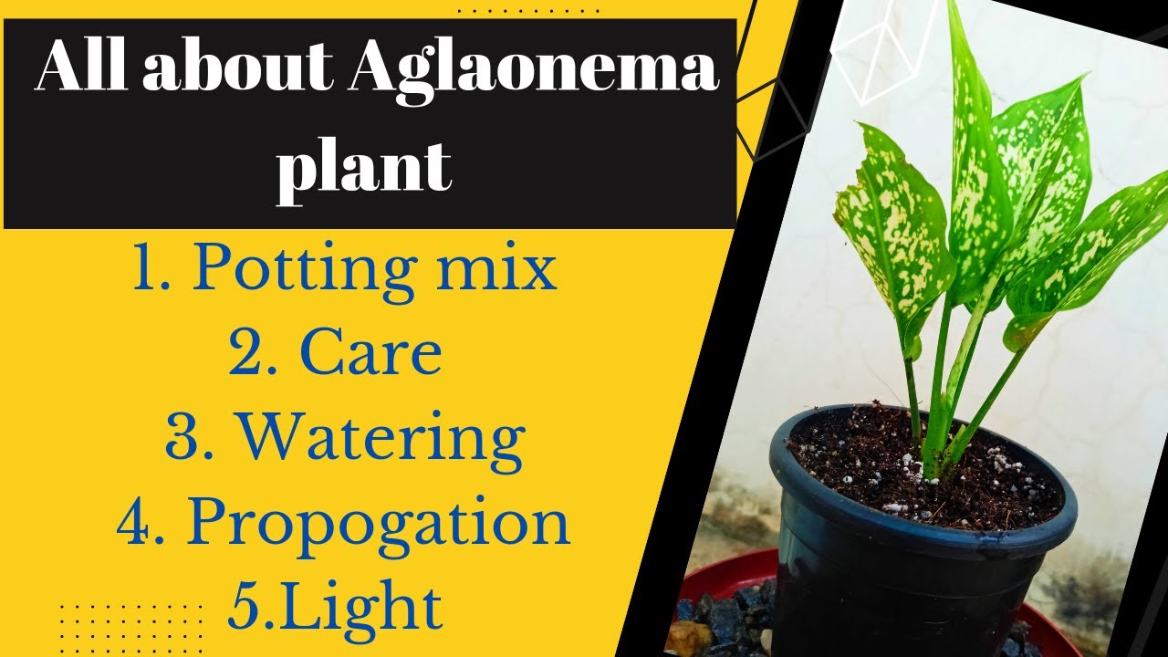 All about Aglaonema plant ,care , watering , fertilizer, propogation