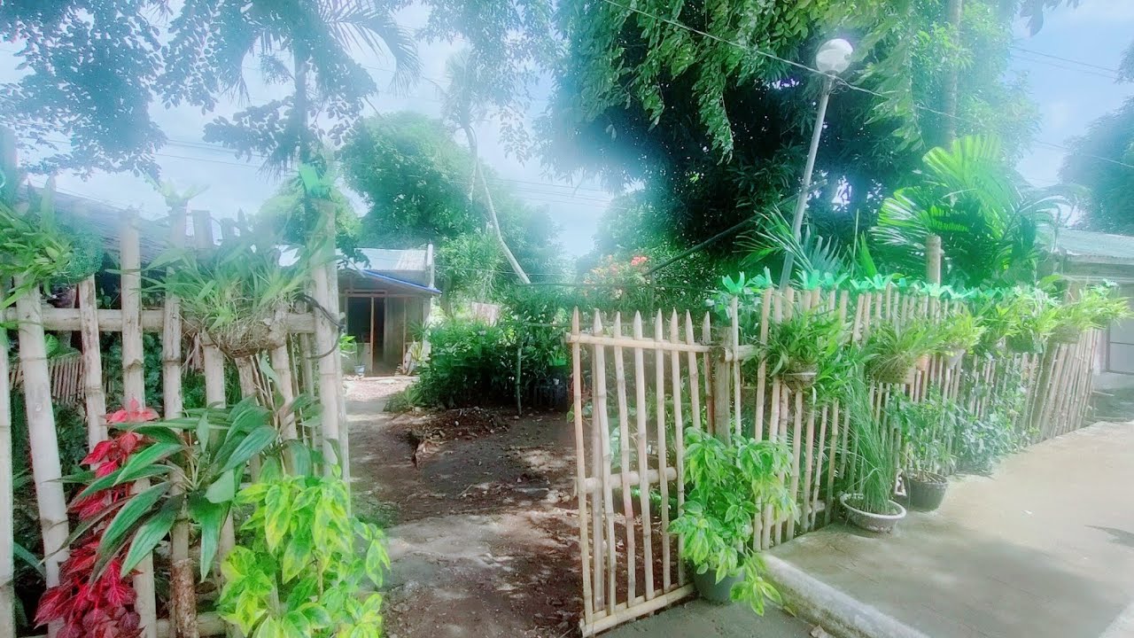 SA GARDEN NI NANAY NANCY AMATA 5 PESOS NALANG ANG BROMELIADS//ANG MALILIM NA GARDEN