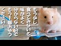 食いしん坊 ハムスター ベジータ♪おやつもう1個ください…