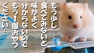 食いしん坊 ハムスター ベジータ♪おやつもう1個ください…