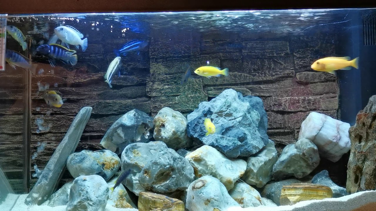 African Cichlids feeding frenzy YouTube