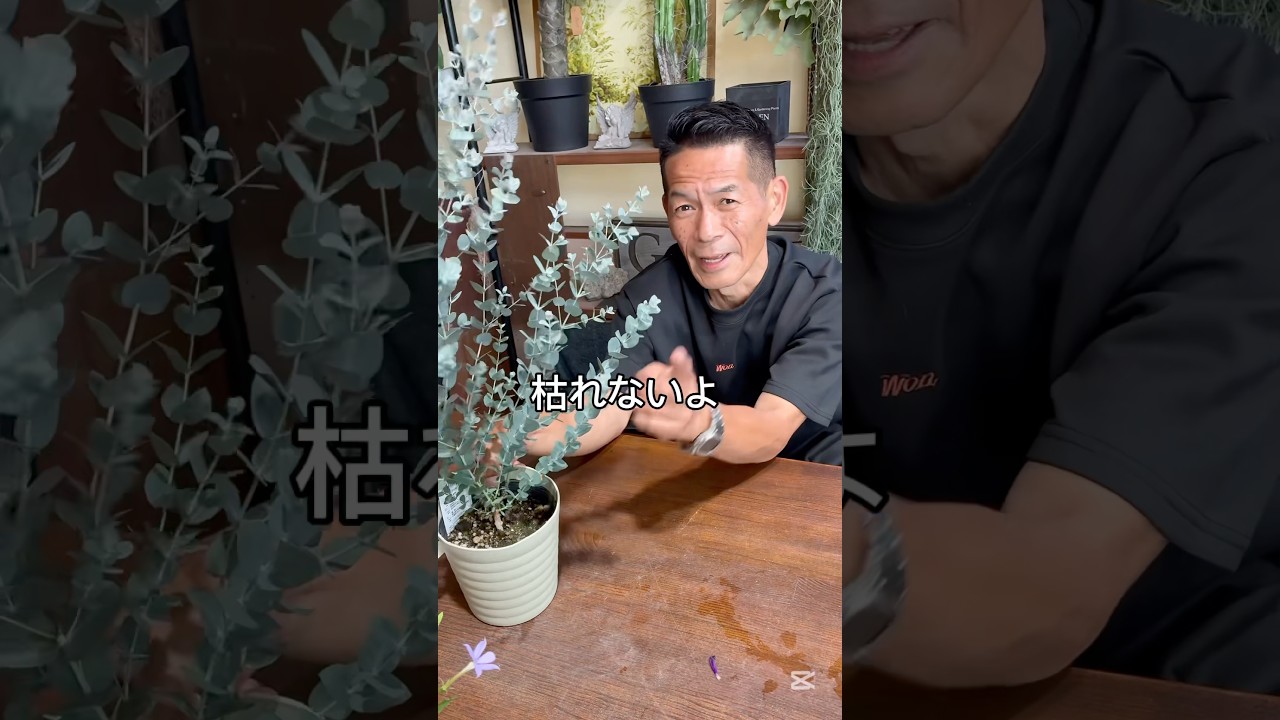 Eucalyptus] Tips for keeping eucalyptus #eucalyptus - YouTube