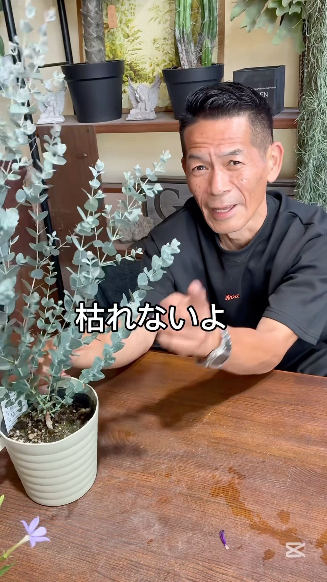 eucalyさん専用 Eucalyptus] Tips for keeping eucalyptus #eucalyptus - YouTube