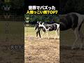 世界でバズった人懐っこい馬TOP7
