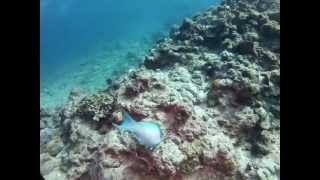 GoPro Hero 2 HD Scuba Diving Okinawa