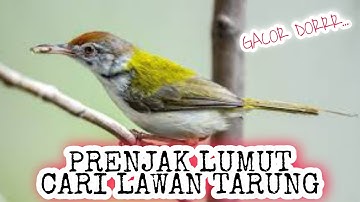 Prenjak lumut CARI LAWAN TARUNG, Prenjak apapun langsung NARUNG Gacor seketika_ @sultanakbar