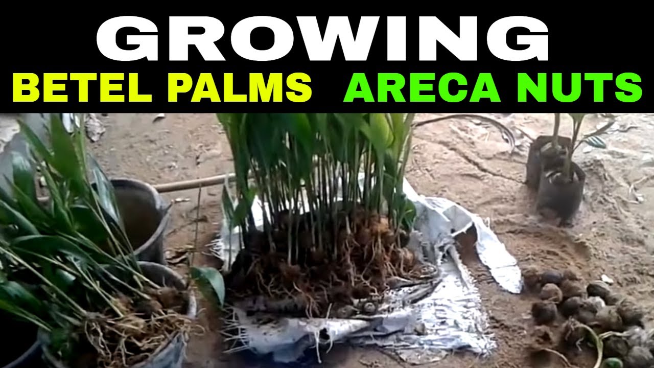 GROWING BETEL PALMS (Areca nuts) in Rural Thailand YouTube