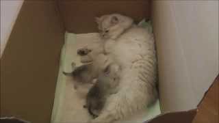British longhair and shorthair kittens by Golden Moonglade 1,210 views 10 years ago 2 minutes, 32 seconds