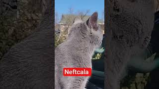 Gōzelşfetedüş Çala Ϟ