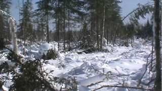 Sustainable Logging Practices in use in the U.P. of Michigan