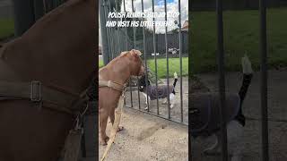 Gentle giant visiting his little neighbour friend 🐶