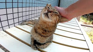 撫でるとその手に頭を擦りつけてくる野良猫がカワイイ