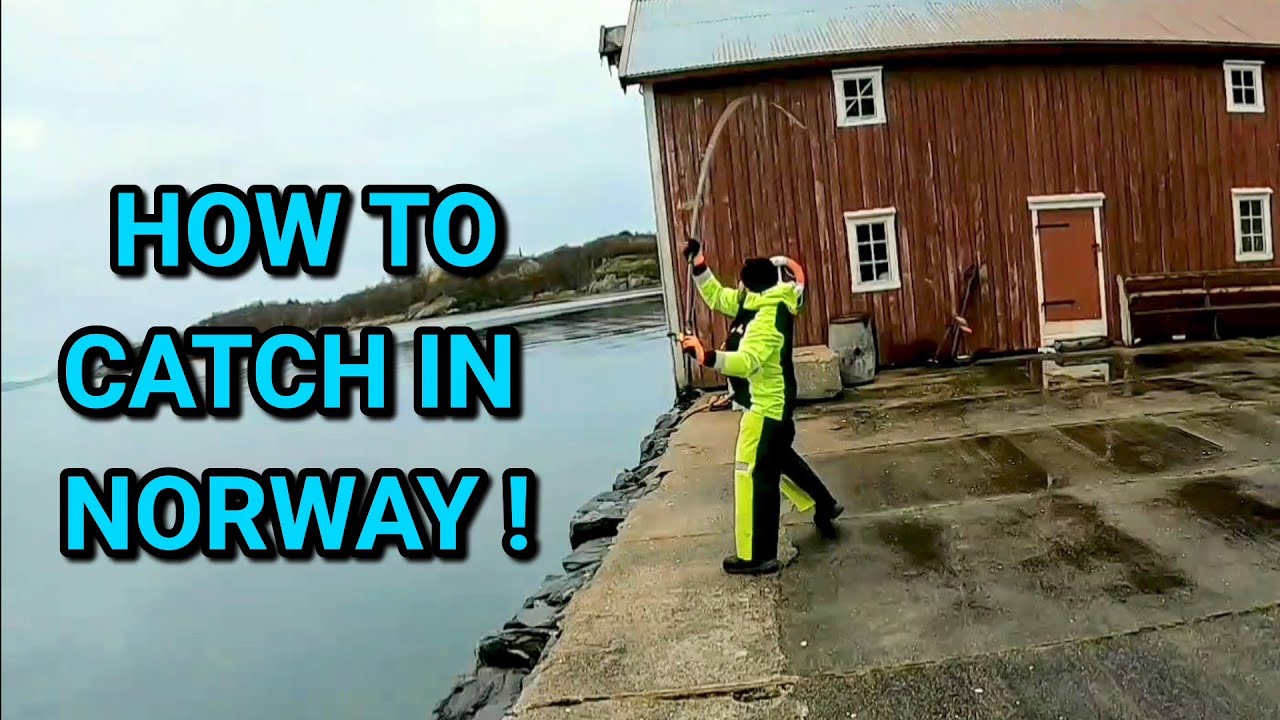 Большая рыба! Большое веселье в арктической Норвегии!