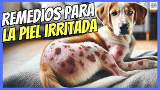 Remedios Caseros Para La Piel Irritada De Los Perros