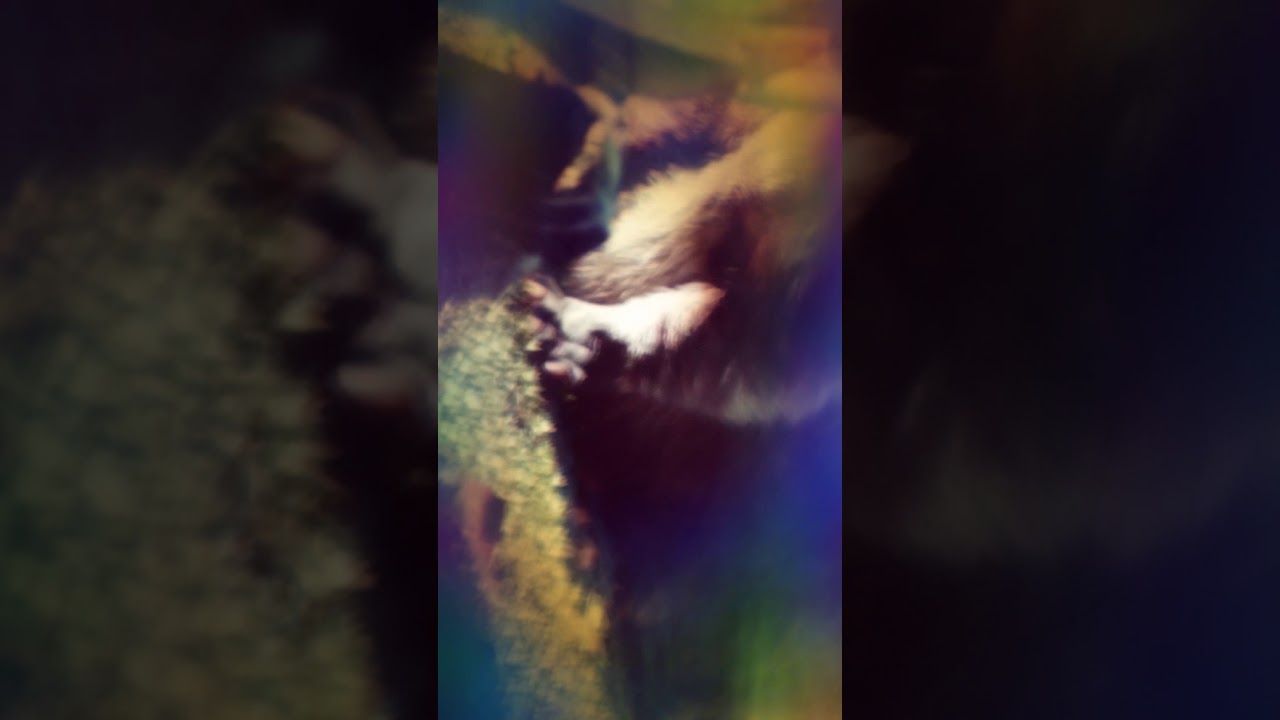 camera iphone 8 plus apk IN THE JUNGLE THE MIGHTY JUNGLE