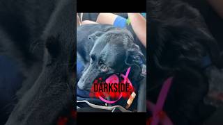 Midnight's Dark side #fyp #viral #dogshorts #dogedit #dog #capcut #teen #youtubeshorts