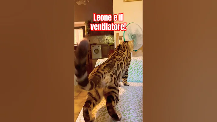 Video 9380521: bengalcat cat cute kitten, cat bengalcat funny kitten, bengalcat cat pet, bengalcat pets animals, cat kitten tiger