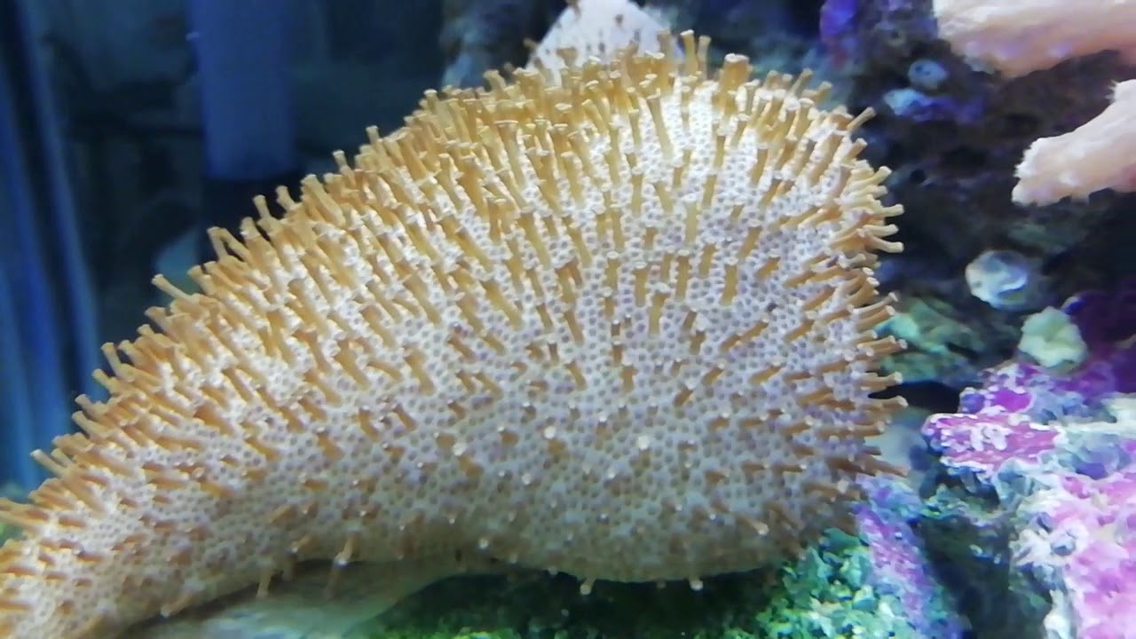 Il mio acquario Marino dopo 3 mesi 💪 - YouTube