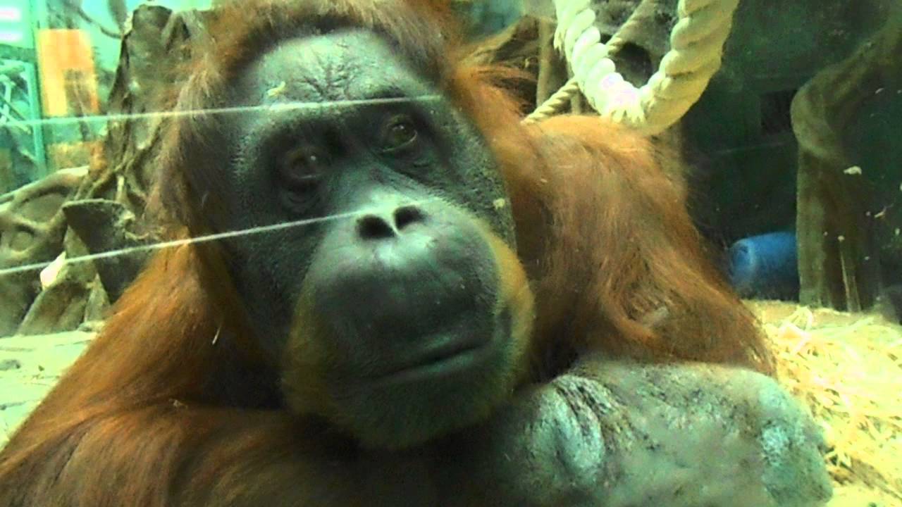 МосЗоо. Орангутан Чапа (суматранского подвида), рождённая в зоопарке ...