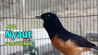 Pancingan Murai Batu Gacor Auto Nyaut Langsung Bunyi  Masteran Suara Burung Murai Gacor  Isian